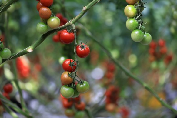 Can tomatoes cry? These are  ripening on a vine in a greenhouse production facility in Wittenberg, Germany.