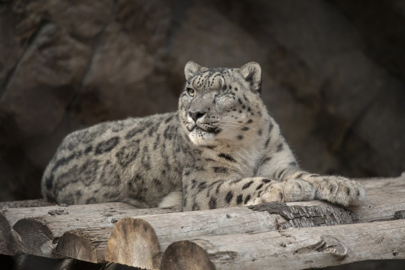 Ramil, a male snow leopard at the San Diego Zoo, tested positive  coronavirus in July. A zoo in Nebraska announced the deaths of three snow leopards from COVID-19 complications.