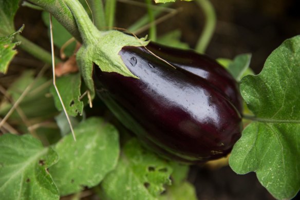 The eggplant in the room.