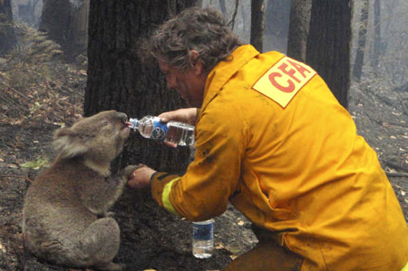 In this iconic image from the Black Saturday bushfires in 2009, firefighter David Tree shares his water with an injured koala rescued from the scene, later nicknamed Sam.