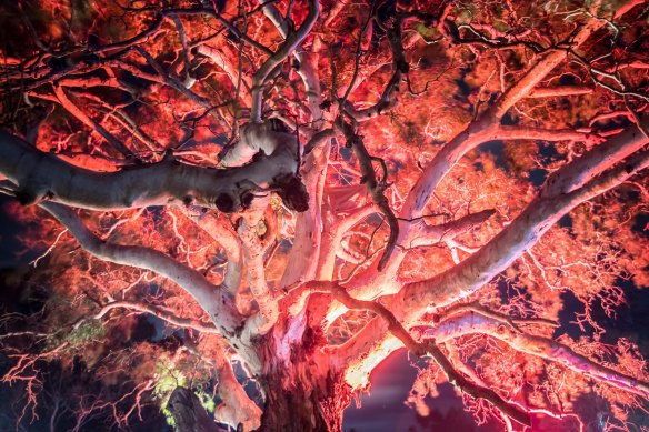 The "Grandfather" tree at the Djab Wurrung Embassy camp, which is set to be cut down. This has not yet occurred. 