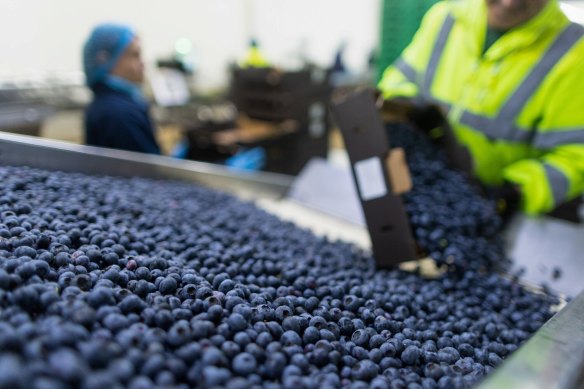 An employee tips a tray of blueberries on to a conveyor belt.