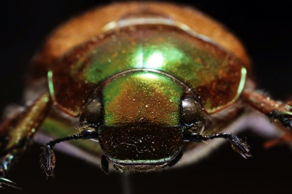 When was the last time you saw a Christmas beetle?