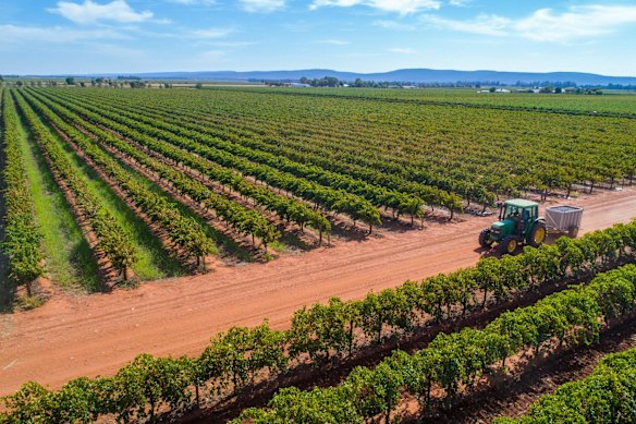 A tractor transporting harvested grapes through Yarran Wines, Yenda - just east of Griffith.
