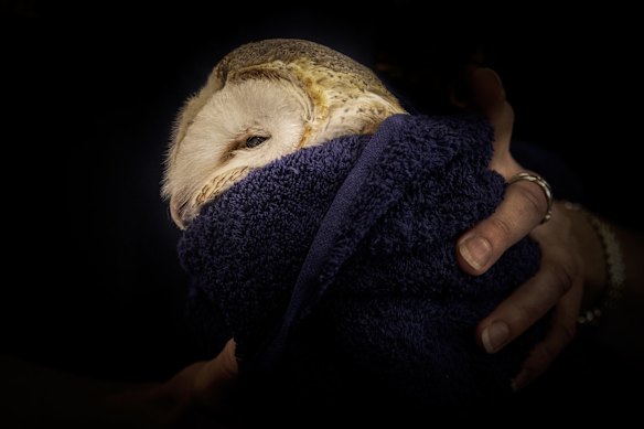 A barn owl peers from a towel during a health check in Dubbo.