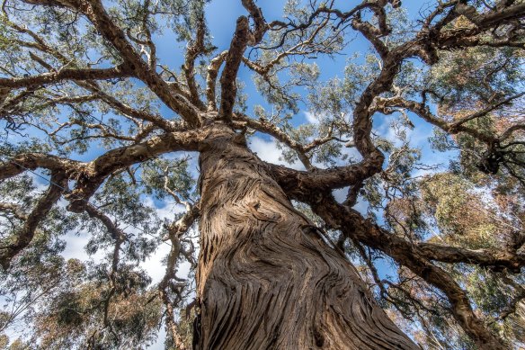 The Djab Wurrung call this ancient Indigenous tree the Directions Tree, which they believe grew from a seed and the placenta of their ancestor many centuries ago. It is believed that the tree had the power to give spiritual guidance.