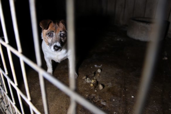 A dog found at a puppy farm in conditions rife with disease.