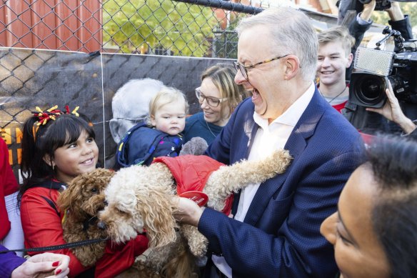Opposition Leader Anthony Albanese picks up a dog during a visit to the polling site at Carnegie Primary School in the seat of Higgins in inner Melbourne.
