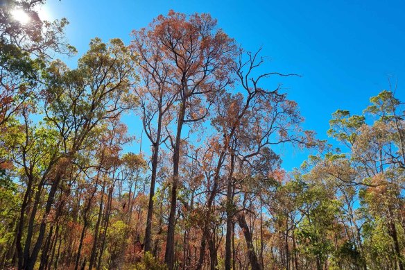 Trees dying near Donnybrook, WA.