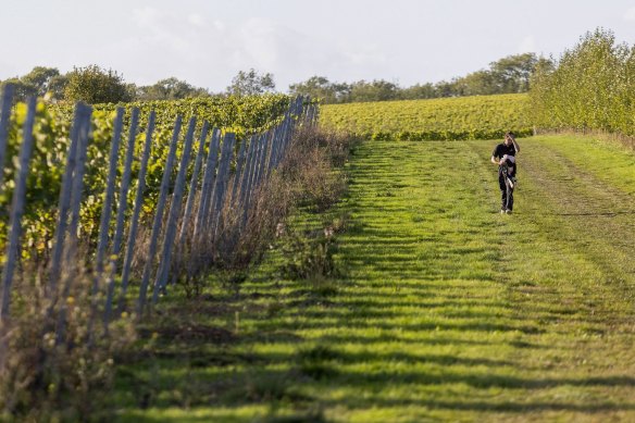 A worker walks between vines at the end of the day’s picking at a vineyard in Maidstone, UK.
