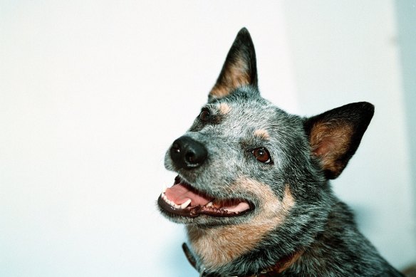 Is a blue heeler a better choice?