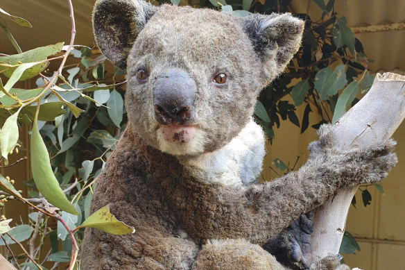 A rescued koala injured at the Kangaroo Island Wildlife Park.