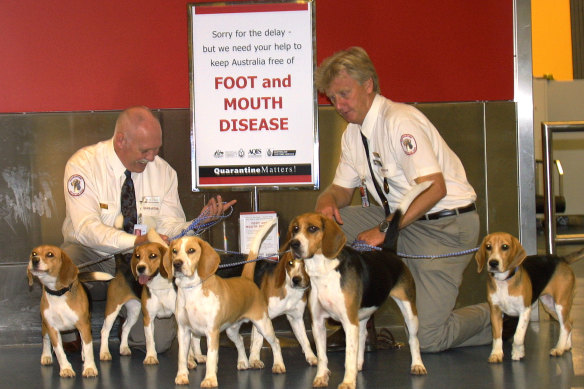 Additional detector dog teams were added to usual Australian Quarantine and Inspection Service operations in 2001 during the British outbreak.