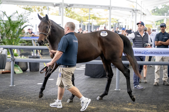 WInx’s daughter looks at the camera before being sold for $10 million on Monday.