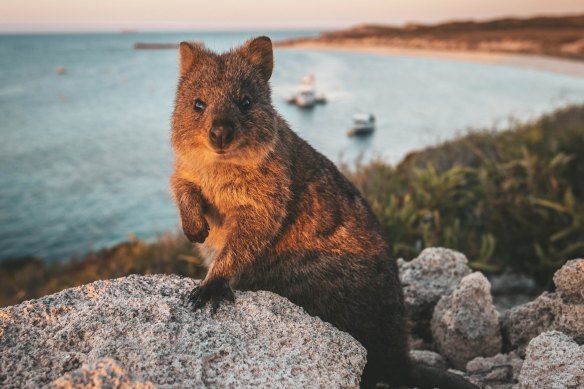 Hundreds of thousands of tourists flock to Rottnest Island each year for an encounter with a quokka. 