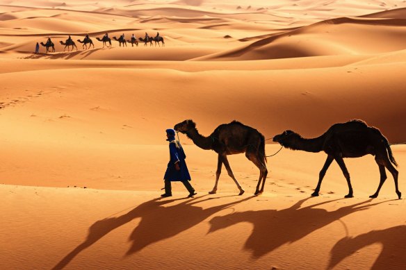Tuareg with camels on the western part of The Sahara Desert in Morocco.