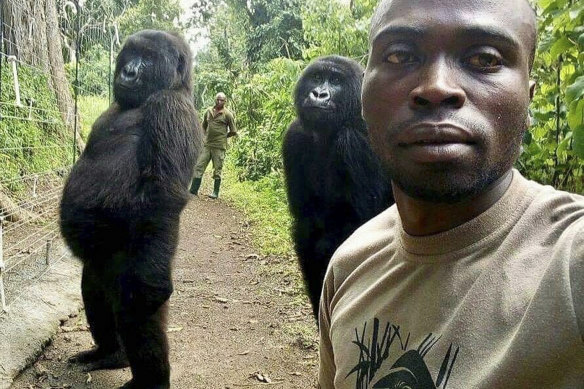 Mathieu Shamavu, a ranger and caretaker poses for a photo with female orphaned gorillas Ndakasi, left, and Ndeze, centre, at the Senkwekwe Centre for Orphaned Mountain Gorillas in Virunga National Park, in the DRC in 2019.
