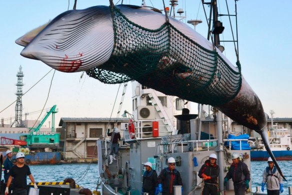 A minke whale is unloaded at a port in Kushiro in 2017 after a scientific whaling expedition.