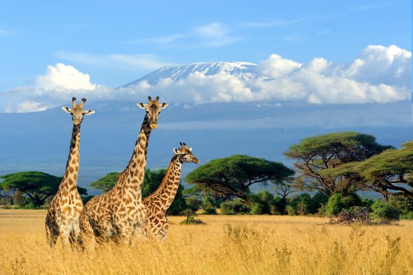 An Iowa woman wanted to bring into the US giraffe faeces she found on a trip to Kenya