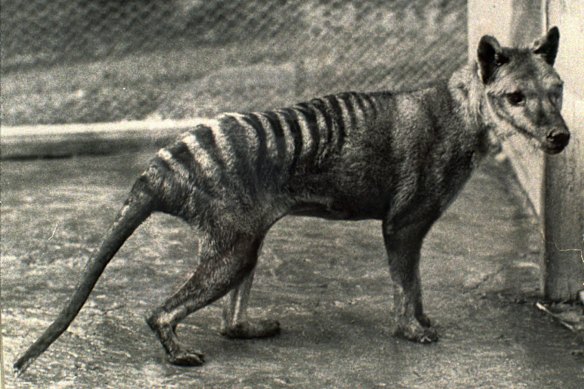 The last known Tasmanian tiger at Hobart Zoo in 1936.