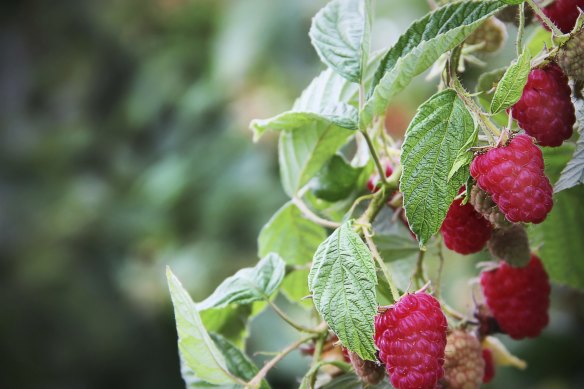 The Macquarie agriculture fund's $300 million bid for ASX-listed Vitalharvest has been backed by fresh produce giant Costa Group.