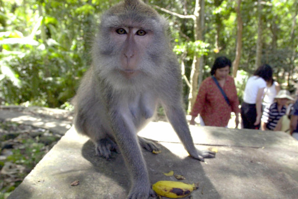 Bir maymun, Endonezya'nın Bali kentindeki Ubud maymun parkında dolaşan turistler olarak kameraya bakıyor.