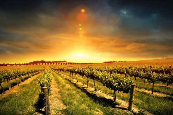 Sunset over a Barossa Valley vineyard. The Barossa is home to Wolf Blass, one of TWE's iconic brands.