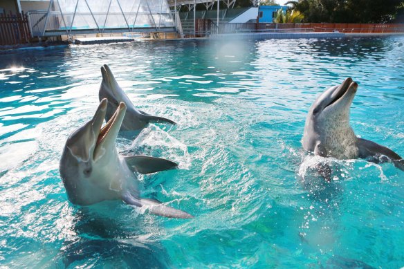 Three dolphins, Jett, Zippy and Bella, remain at Dolphin Marine Conservation Park.