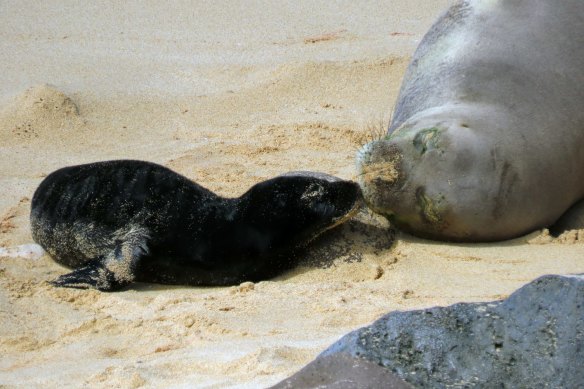 A Hawaiian monk seal and her newborn pup.