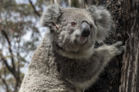 No date has yet been set for the creation of the Great Koala National Park, which is a Labor election promise.