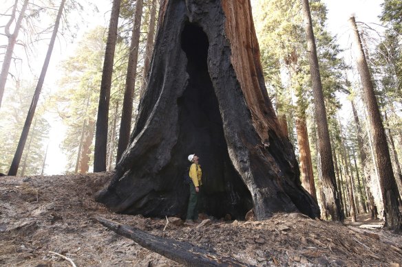 Leif Mathiesen of the Sequoia & Kings Canyon Nation Park Fire Service looks at a burned-out giant sequoia from the Redwood Mountain Grove in the Kings Canyon National Park, California, an area ravaged by fires earlier in the year.
