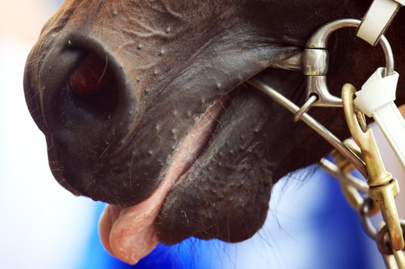 Changes to tongue tie rules will be introduced from April 1 amid a perception of animal cruelty.