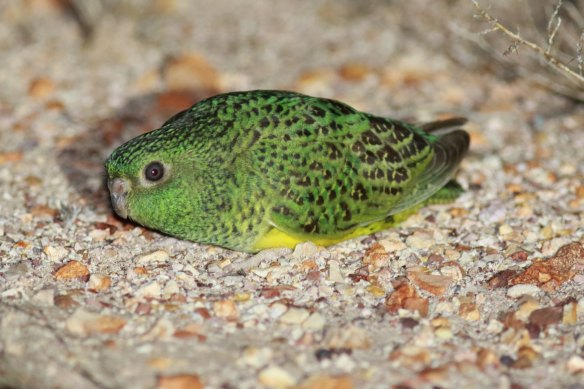 The elusive night parrot.