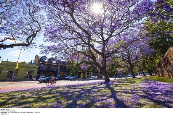 Some jacaranda trees are starting to bloom - is it a sign of climate change? 
