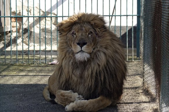 Simba sits in a cell at a zoo in Radauti, Romenia. The lion and a wolf named Akyla, were evacuated from a zoo in Ukraine in a separate operation in March.
