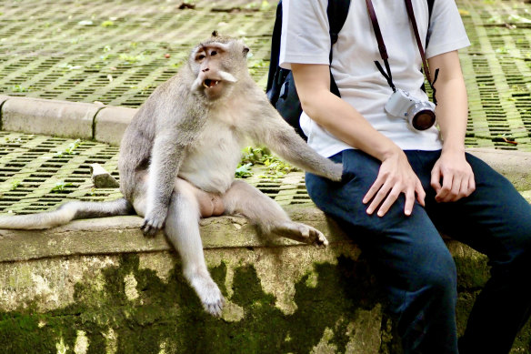 Monkeys may look cute in Bali, but they’re unrepentant thieves and sometimes outright malicious.