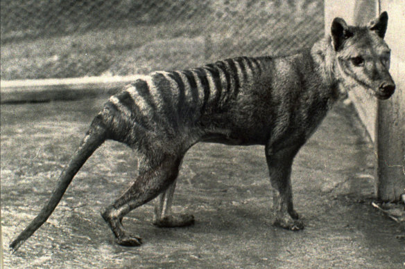 The last Tasmanian tiger, Benjamin, died in a Hobart zoo in 1936 from exposure.