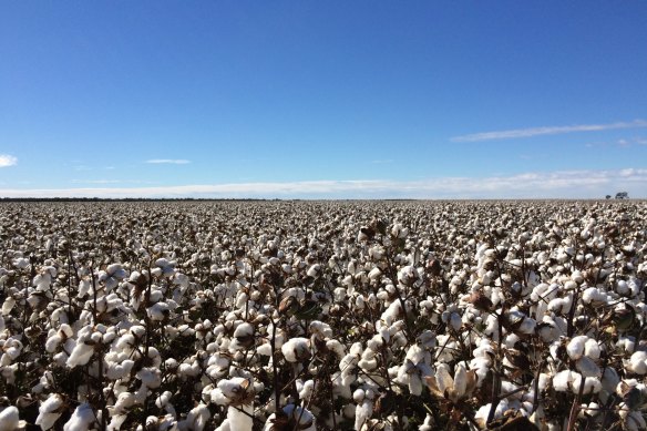 CSIRO factored in the planting of 150,000 hectares of cotton to maximise the potential of the scheme, but it still failed to justify its building costs.