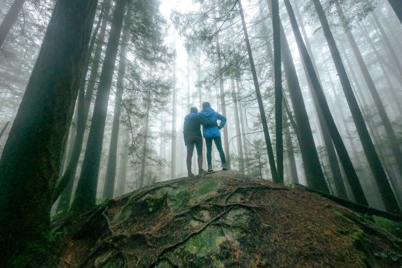 A forest walk on Mount Seymour, North Vancouver in British Columbia.