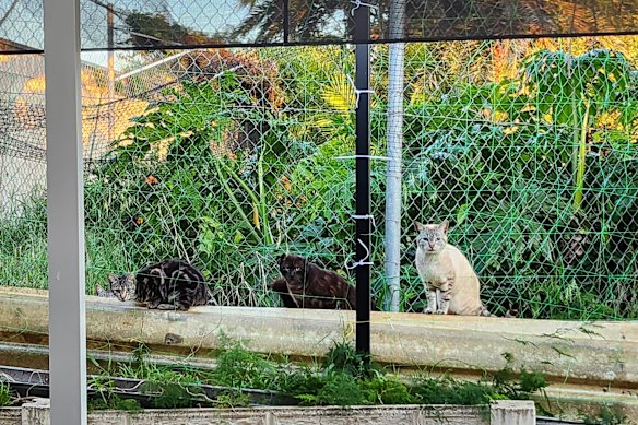 There are allegedly more than a dozen cats living at the home.