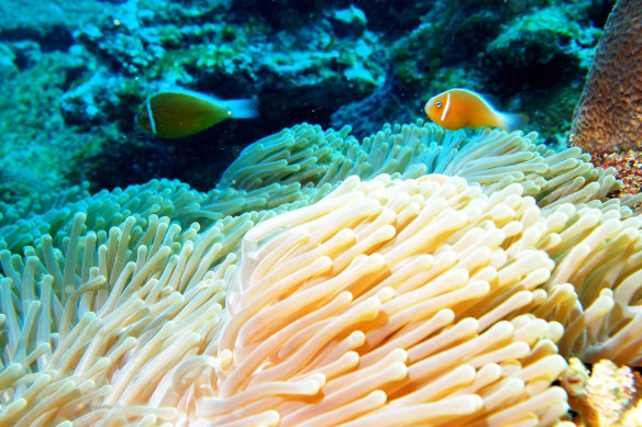 Clownfish dart past anemone in Fiji’s Yasawa Group.