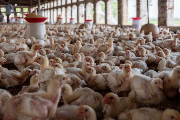 A highly pathogenic form of bird flu can emerge when it mutates within high-density poultry flocks.