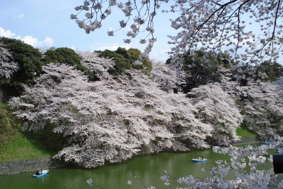 Cherry blossoms at the Imperial Palace in Tokyo.