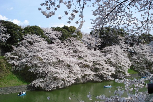 Cherry blossoms at the Imperial Palace in Tokyo.