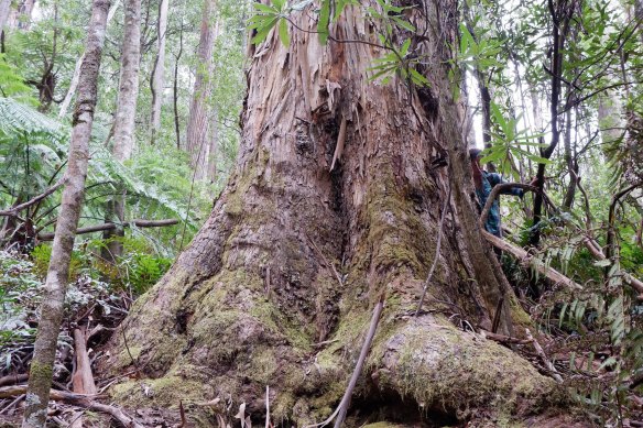 Logging of native forests in Victoria will end by 2030.