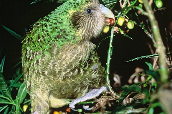 Kakapo, a non -flying parrot, is critically in danger.