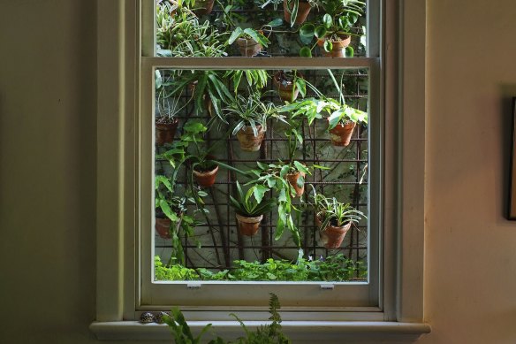 Planting down a small side path can be enjoyed from inside the house.