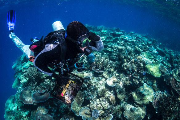 Great Barrier Reef researchers breaking coral codes to help save it