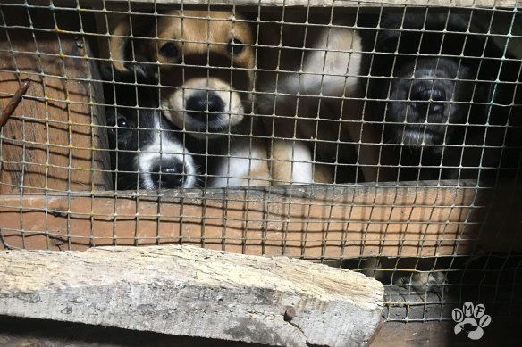 The Dog Meat-Free Indonesia coalition has uncovered the brutal actions of dog meat traders in Solo, Central Java.