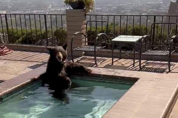 A bear sits in a Jacuzzi in the city of Burbank, California, on Friday, July 28.